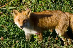 キツネさん